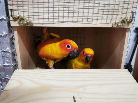 sun conure nesting box size